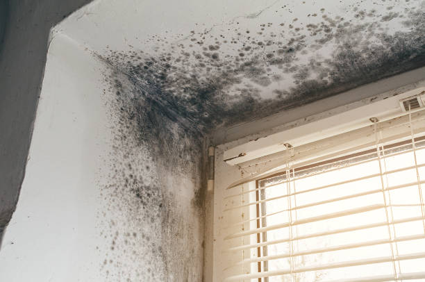 Affordable Mold Remediation solutions in New Park, PA